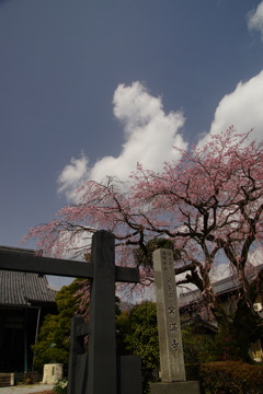 桜晴れ