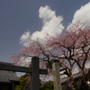 桜晴れ