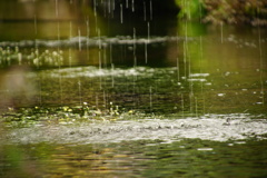 雫を浴びて