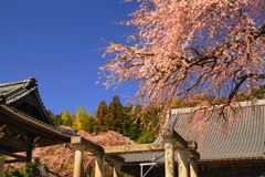 春の山寺
