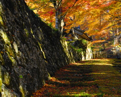 苔の道