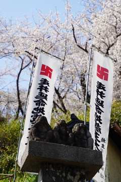 桜見物