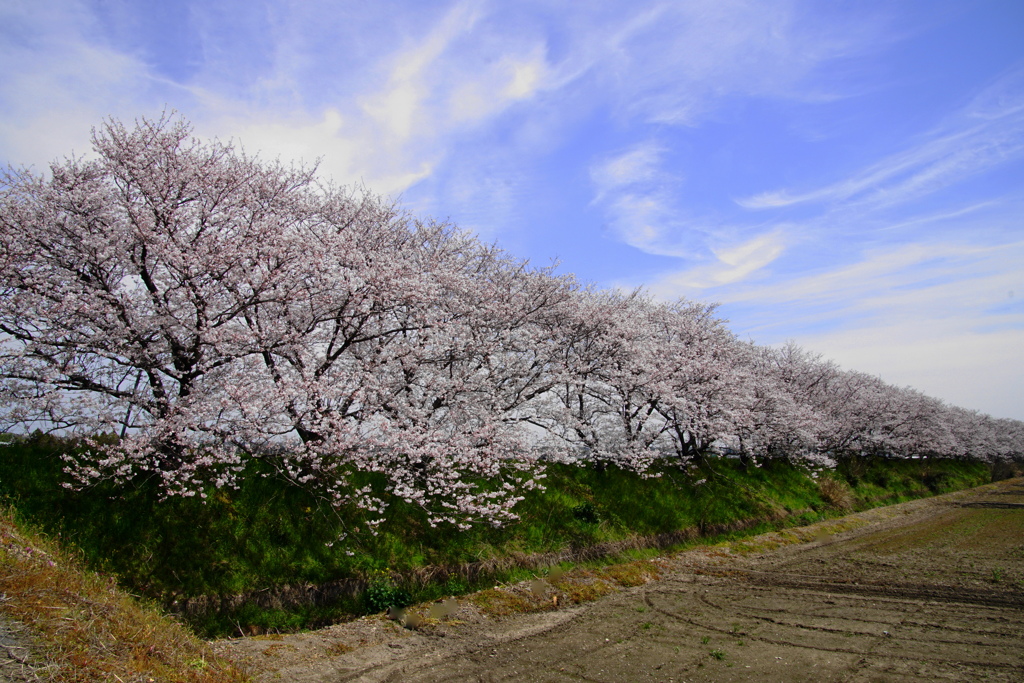春の空