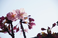透ける