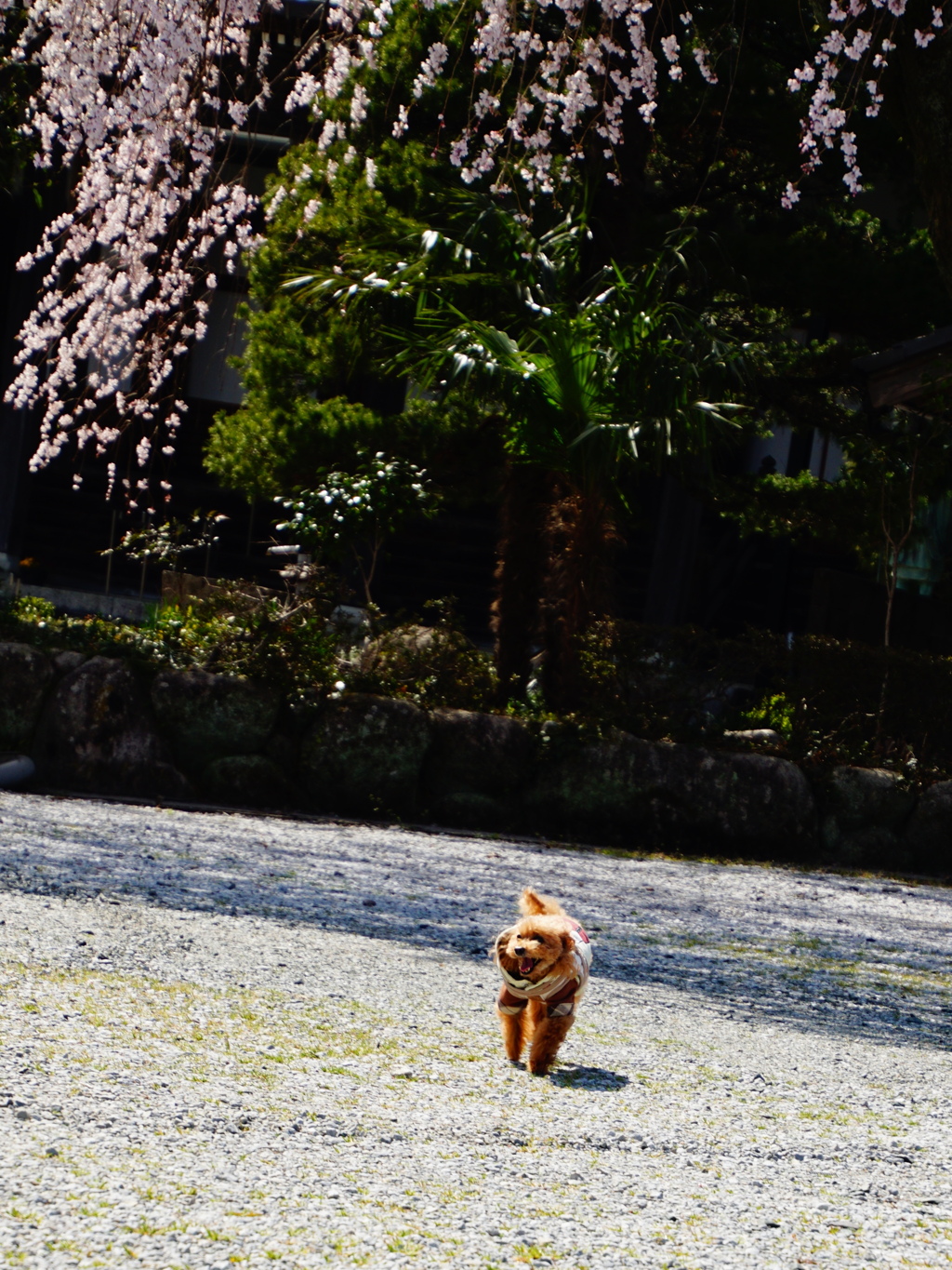 桜、日和
