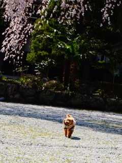 桜、日和