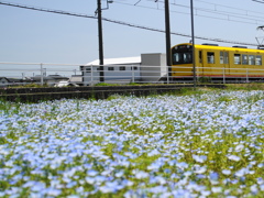 ネモフィラ駅