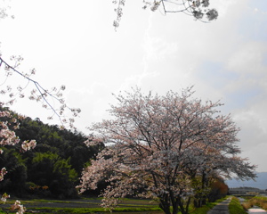 春の雲