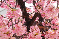 夫婦桜