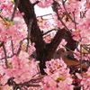 夫婦桜