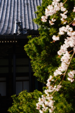 魔除け桜
