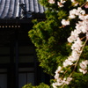 魔除け桜