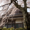 老いても春には