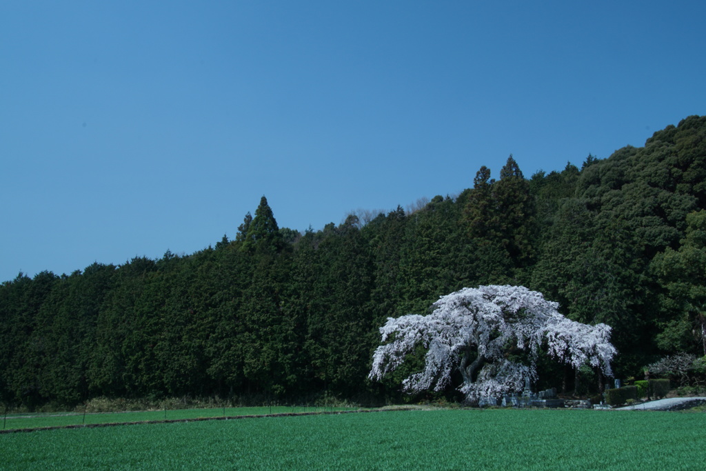 墓守桜