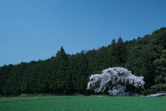 墓守桜