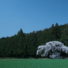 墓守桜
