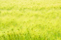 麦の波