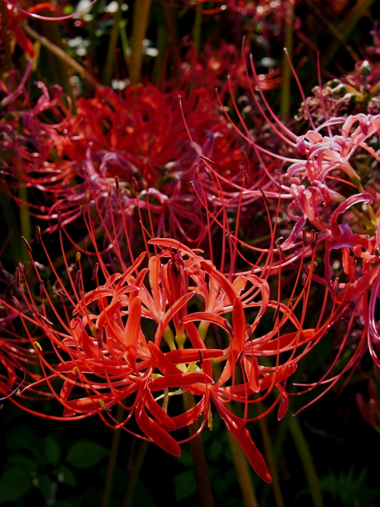 のってり紅