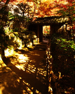 秋の参道