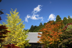 銀杏から紅葉へ