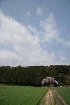 歌舞伎役者