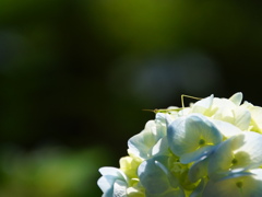 こっそり