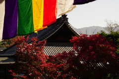 秋の日差し