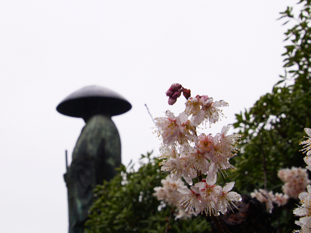 早春の雨
