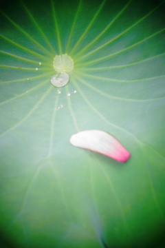 脈動