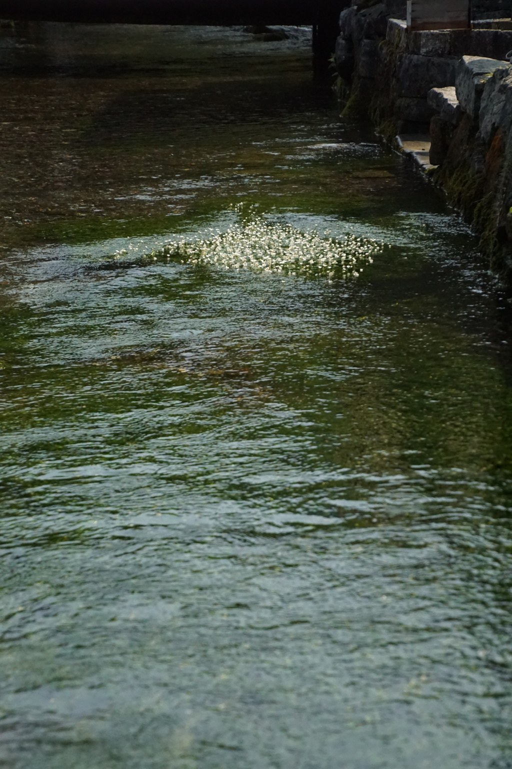 三分咲き