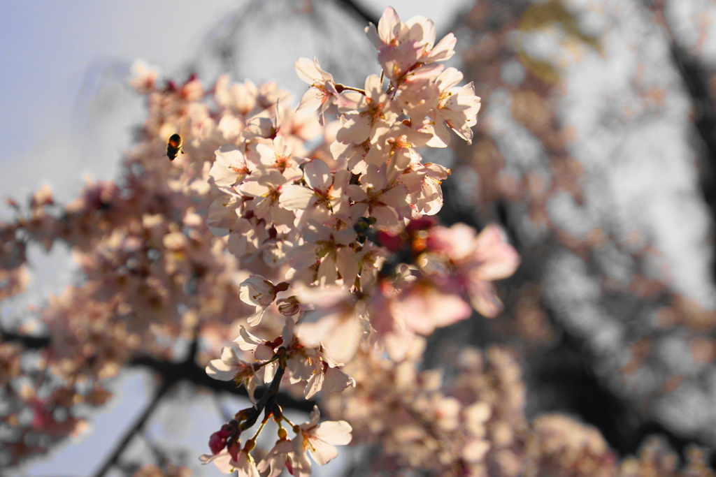 蜂も開花待ち