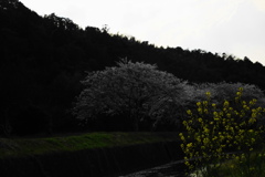 これも春