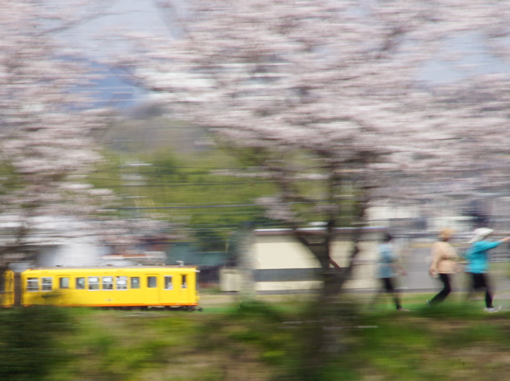 散歩日和