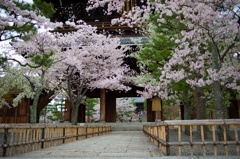 山門の桜