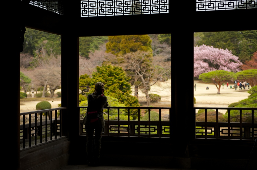 サクラ咲く頃に