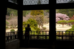 サクラ咲く頃に