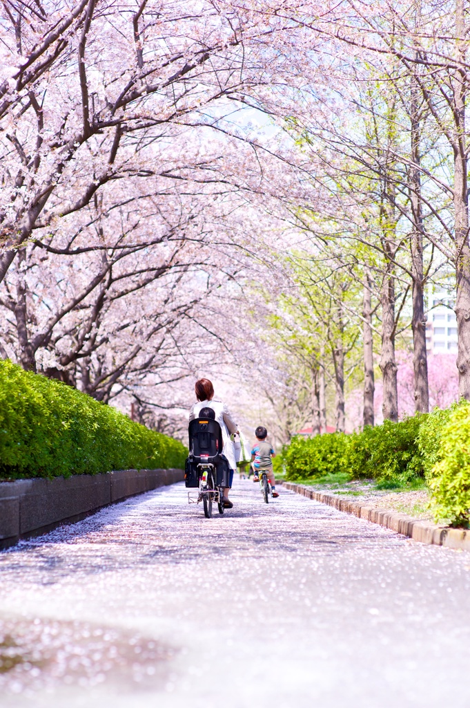 桜の径を母さんと