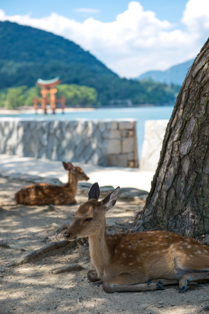 夏の宮島と鹿