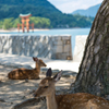 夏の宮島と鹿