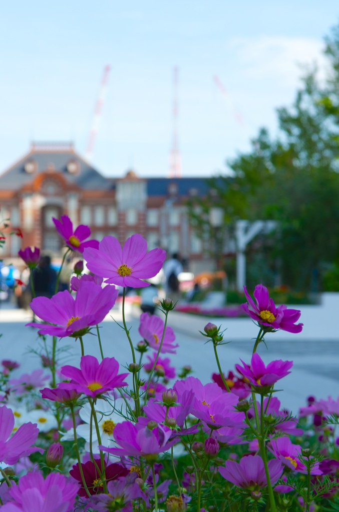 赤レンガ駅舎の秋