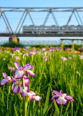 花菖蒲の咲く頃