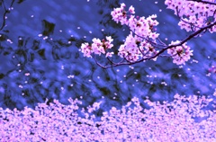 サクラ 散り 積もる
