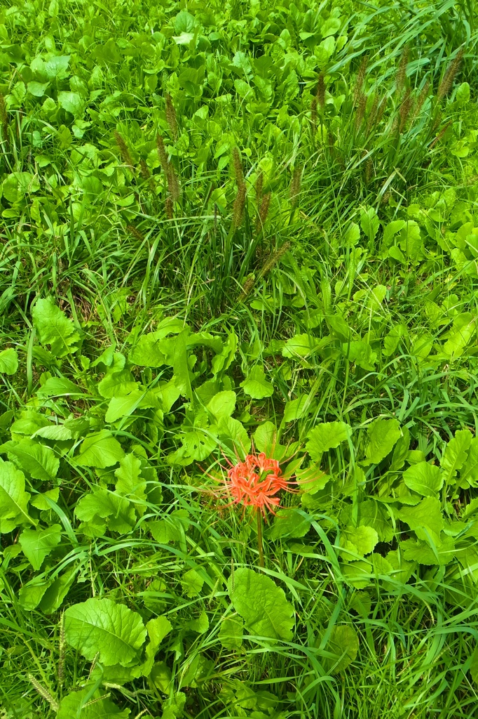 紅一点
