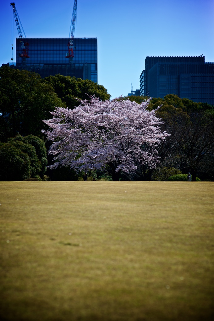 彩