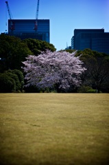 彩