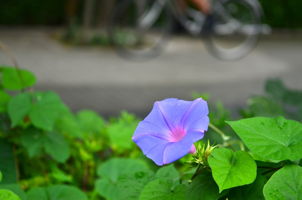 昼顔の咲く舗道