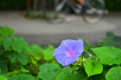 昼顔の咲く舗道