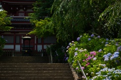 あじさい寺
