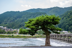 桂川の松