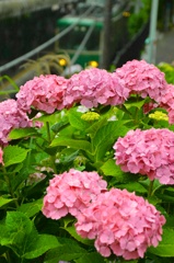 雨と紫陽花と江ノ電と